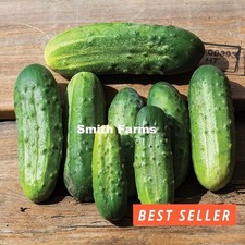 15 Seeds Chicago Cucumber Easy Vegetable Garden Planting Edible