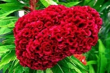 Exotic Cockscomb Seeds - 200+ Seeds - Amazing Garden Flower - Made in USA - Celo