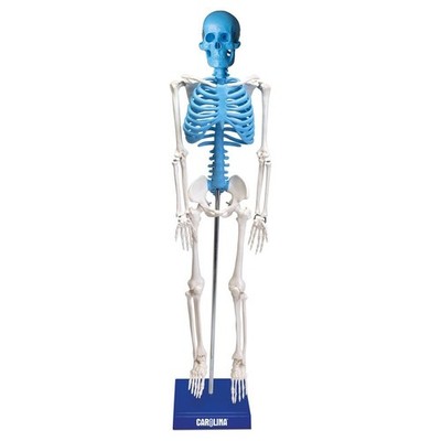New Miniatura Human Skeleton Carolina