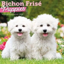 Carousel Calendars,  Bichon Frise Puppies 2026 Wall Calendar, 12'' X 12'', 16-Mo