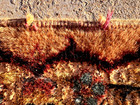 Hand-woven India Jaipur mandala rug Elephant Oriental wool carpet 5' 9' X 3' 11" — photo 8