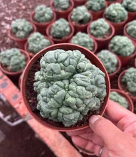 CactusSucculentPlants Coryphantha Elephatidens Hybrid MONSTROSE 6-7CM