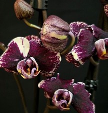 Rare Phalaenopsis 'Black Sparrow, 2 Flower Spikes. Unique Dark Blooms 