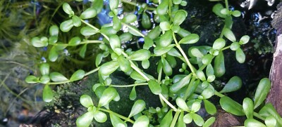 Moneywort - MINIMUM ORDER (8 plants)