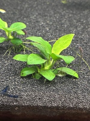 3 Anubias Nana Petite   Aquarium Plant 