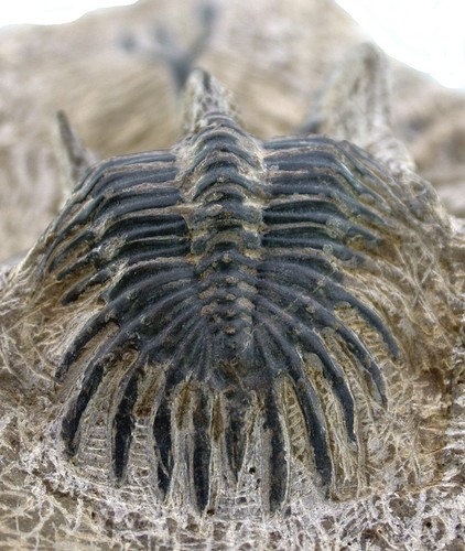 Devon Walliserops trifurcatus Gehörnter Trilobit Foum Zguid Marokko X12-6 - Picture 6 of 6