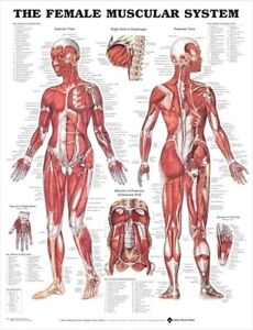 Human Organ Chart Female