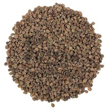Wild Celery Seeds Apium Graveolens Ajmod Raw Herbs
