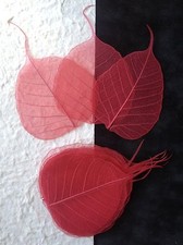 25 Red Po Bo Banyan Pho leaves skeleton leaf see through Wedding crafts Medium