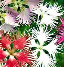 Beautiful Fringed Assorted Flower Seeds 200 Seeds  -BUY 4 ITEMS FREE SHIPPING