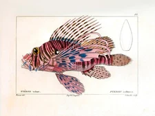 11019.Decor Poster.Room wall.Vintage Interior design.Colorful fish illustration