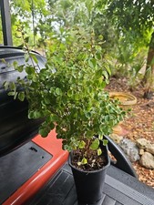 Snowbush  19 To 21 Inch Tall Breynia Low Maintenance Hardy Live Plant Variegated
