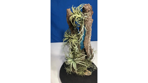 Artificial Succulent Air Plant Home Office Mounted on Real Wood Bark and Stone - Video 1 of 1