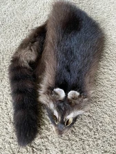 BLACK SELECT Raccoon Coon Pelt Fur Hide Tanned Log Cabin Decor Man Cave Art
