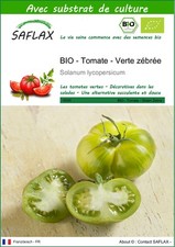 SAFLAX - BIO - Tomate - Verte zébrée - 10 graines - Avec substrat - Solanum
