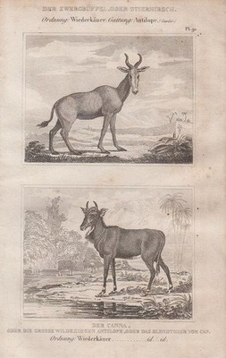 Orig. Stahlstich: Der Zwergbüffel oder Stierhirsch. Der Canna oder die große Wil