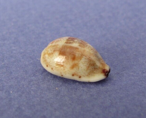 Cypraea Fimbriata f.durbanensis 14 mm Gem Madagascar " Beau spécimen "