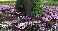 Hardy Cyclamen hederifolium, perennial, foliage, ground cover. 9cm. pots