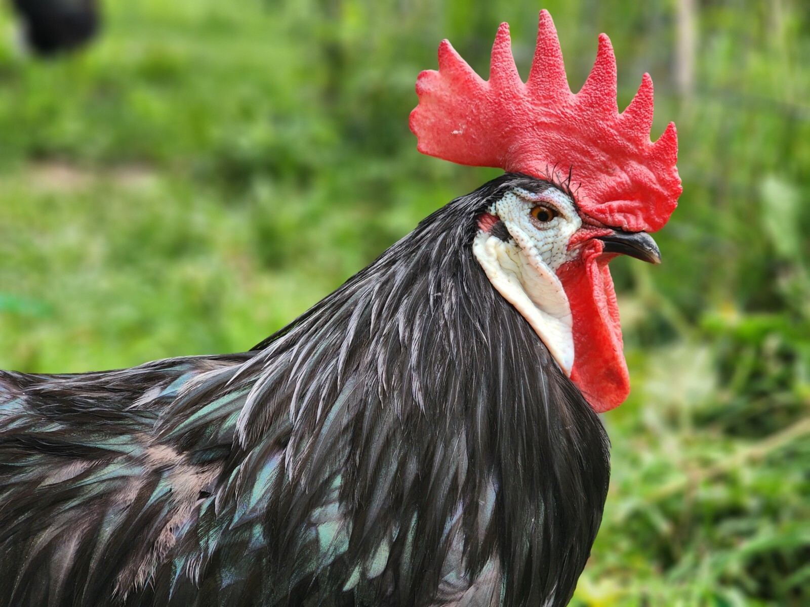 Rare BARNYARD MIX Chicken Hatching Eggs 6+ eBay