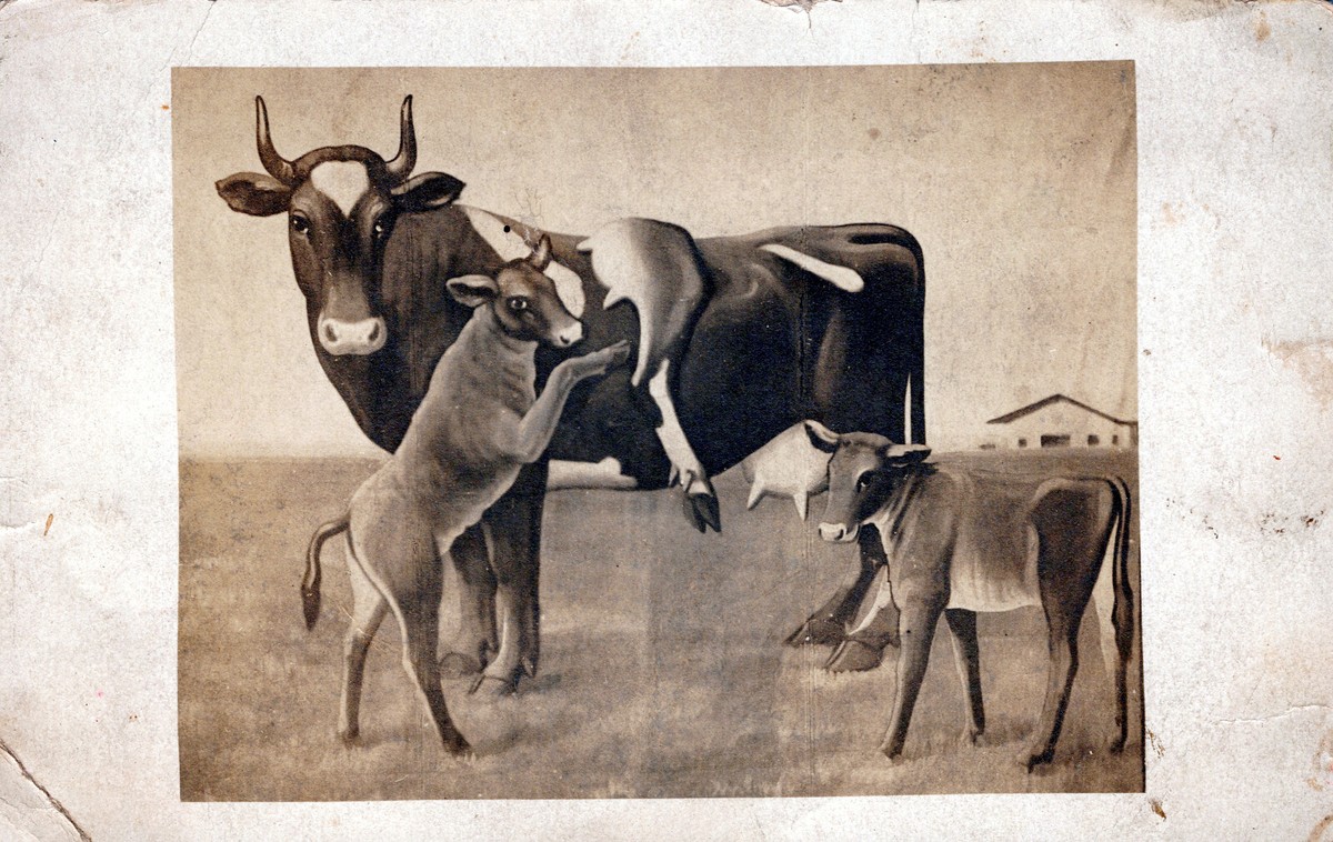 Cow with Calfs Vintage AZO RPPC Postcard 3.5