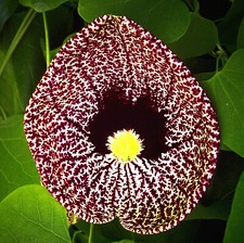 Aristolochia elegans, Dutchman's pipe - 10 Se eds