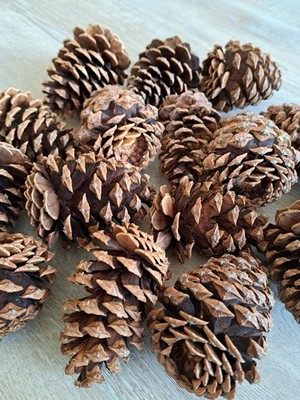 Pumpkin Spice Scented Pine Cone Fire Starters- 12ct
