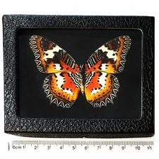 Cethosia hypsea framed BLACK BACKGROUND red white orange black butterfly verso