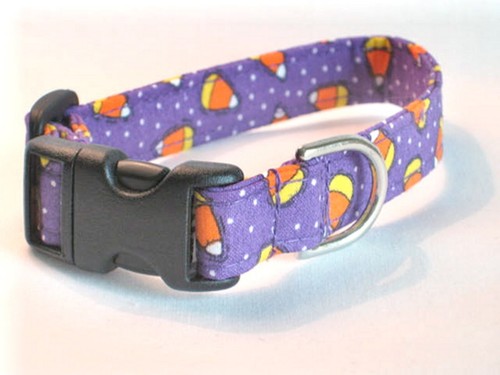 Candy Corn/Purple (B3) - Min Pinscher, Cavalier King Charles, Corgi, Borzoi - Picture 5 of 7