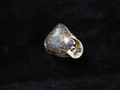 Muschel Pythia trigona 17,4mm ID#7399