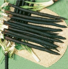 Scorzonera Duplex Black Root, 0,5 g Scorzonera hispanica,organic 195 TRACK