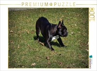 Calvendo Puzzle Spielende FranzöSische Bulldogge | 1000 Teile Lege-GrößE 64 × 48
