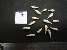 137.39 L - CERITHIUM LAMELLOSUM - LOT N°07 X 15 - FOSSILE DU BASSIN PARISIEN