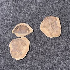 Fossil Trilobite Eldridgeia Venustus Devonian Bolivia POS & Neg (2 Pieces)