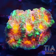 Tia Emerald Ray Favia - NOT WYSIWG | Live LPS Coral | Aquacultured