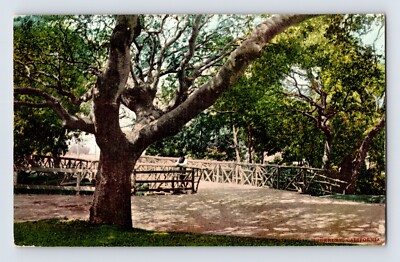 Postcard California Berkeley CA University Campus Old Rustic Bridge 1910s