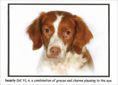 Brittany Spaniel Note Card ~ Beauty ~ Fun Card for Dog Lovers
