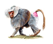 Decal Vinyl Sticker Baboon - Printed Vinyl Decal Made in USA