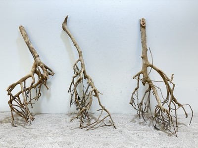 Tea Branch Talawa XL, Moorwurzel, Moorkien, Mangrove, SET 3 Stück 40-50cm #1015