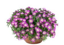 30 DELOSPERMA SANDGEM PURPLE Live Plants Plugs Garden Planters DIY 283