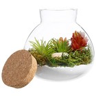 Plant Terrarium Kit Closed Eco Bottle Baby Glass Canister with Lid Tank