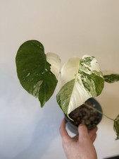 Monstera Albo Highly Variegated Plant