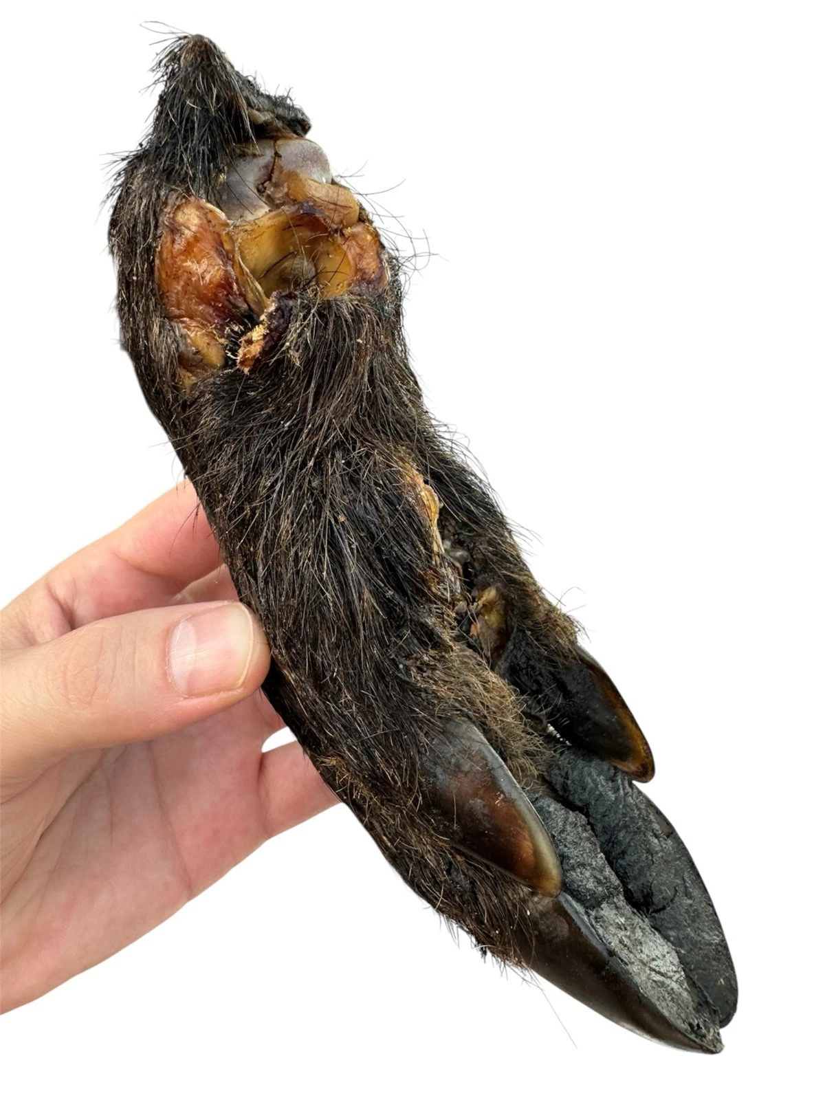 100% Natural Wild Boar Trotters Hairy Air‑Dried Stress Reliever Dog Chew 4pcs