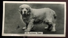 Tobacco Card, John Sinclair, CHAMPION DOGS, A Series, 1938, Clumber Spaniel, #20