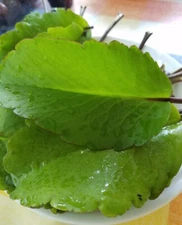 Leaf of Life Miracle Leaf Fresh Leaves 1 + Pounds Organically Grown 