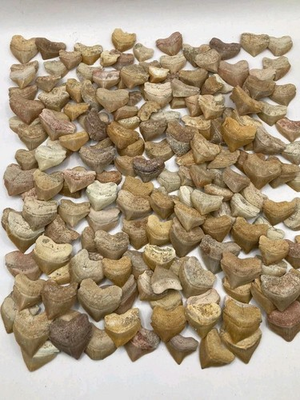 #ad Authentic Squalicorax Shark Teeth Fossils Cretaceous Corax Tooth Teeth Fossil $0.99