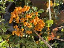 FIRETHORN PYRACANTHA YELLOW BERRIES HARDY SHRUB WHITE FLOWERS THORNY 2LT POT
