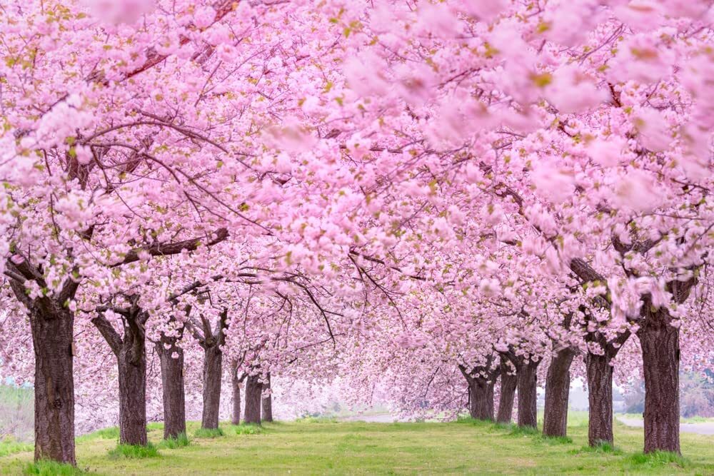 25 Japanese Flowering Cherry Blossom Tree Seeds | eBay