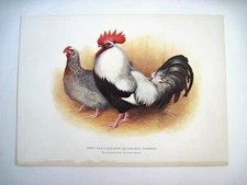 1900 Book Plate w/ Print of "Black Breasted Silver-Grey Dorkings" by "Weir" *