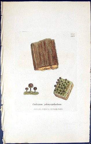 Old Print Calicium Phoeocephalum British Plants Botany 1843 Sowerby Smith 19th