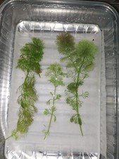 2 steli di ceratophillum demersus + 1 Di Limnophila + 2 A Sorpresa